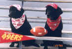 49ers.jpg (40926 bytes)