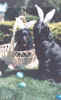 Easter.jpg (28100 bytes)