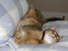 Max curled up.jpg (35862 bytes)