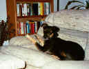 Penny-couch2.jpg (66914 bytes)