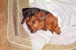 SPANKY-DARLA SLEEP.jpg (48576 bytes)