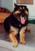 boomer.jpg (54897 bytes)