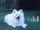 koki.jpg (33841 bytes)