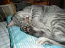 lazy kitty 11.JPG (68629 bytes)