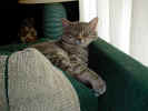 lazy kitty 2.JPG (57714 bytes)