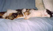 nap-time.jpg (17281 bytes)